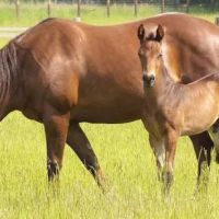 Tower Equine ico