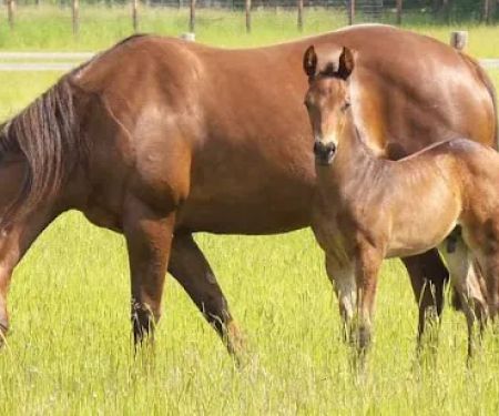 Tower Equine