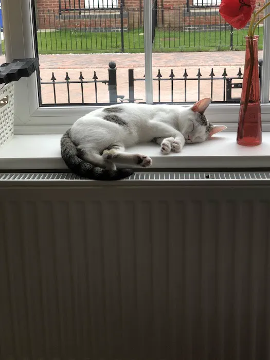The Lodge Cattery Picture 1