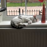 The Lodge Cattery