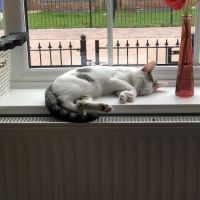 The Lodge Cattery ico