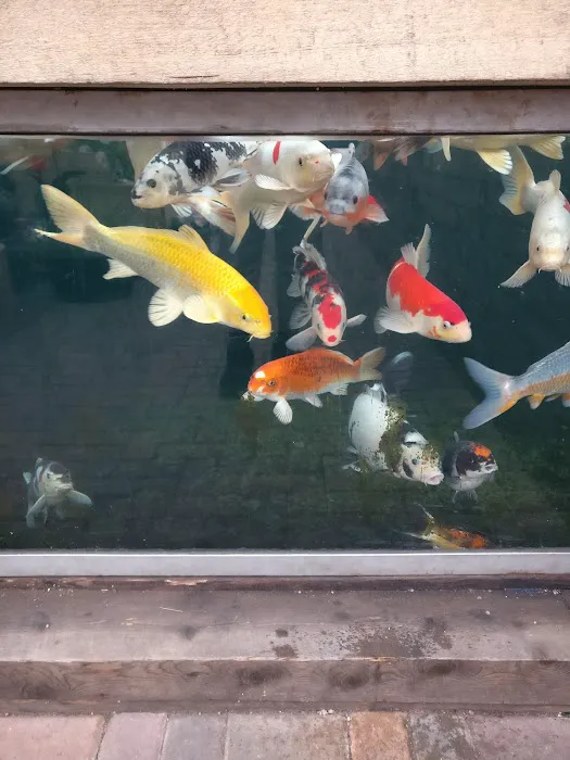 Maidenhead Aquatics Cardiff Picture 9