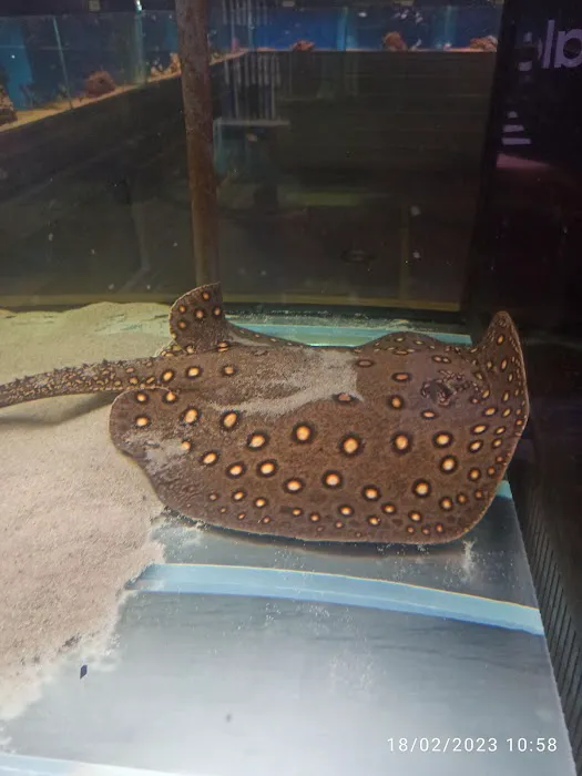 Maidenhead Aquatics Cardiff Picture 8