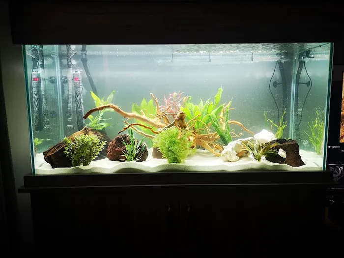 Maidenhead Aquatics Cardiff Picture 10