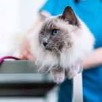 Riverside Veterinary Practice Ltd
