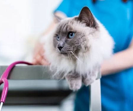 Riverside Veterinary Practice Ltd