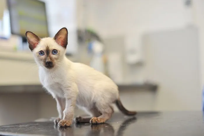 Riverside Veterinary Practice Ltd Picture 4
