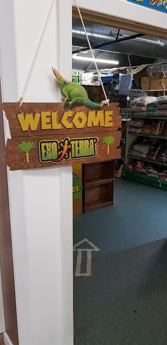 Dragon Reptiles Picture 2