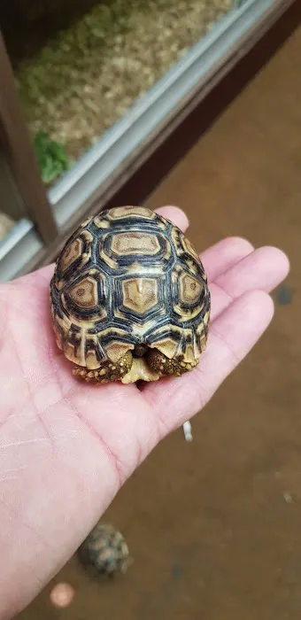 Dragon Reptiles Picture 1