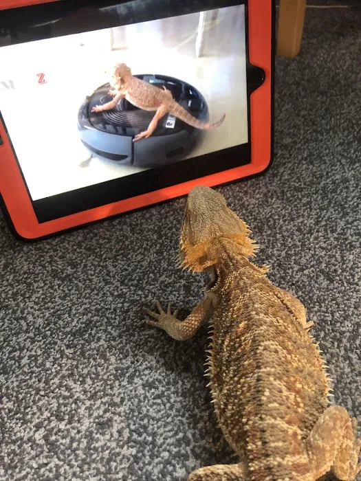 Dragon Reptiles Picture 4