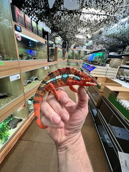 Dragon Reptiles Picture 3