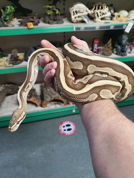 Dragon Reptiles Picture 5