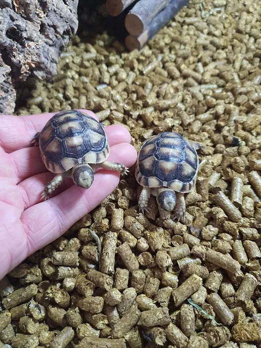 Dragon Reptiles Picture 9