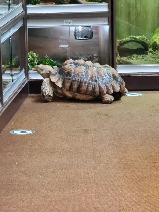 Dragon Reptiles Picture 6