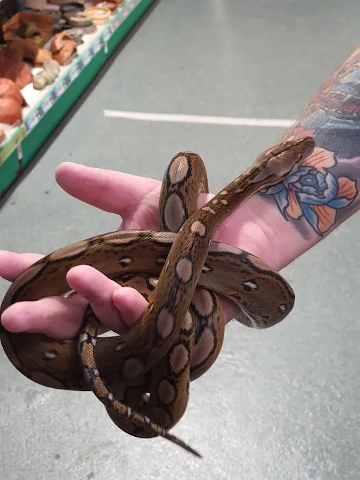 Dragon Reptiles Picture 10