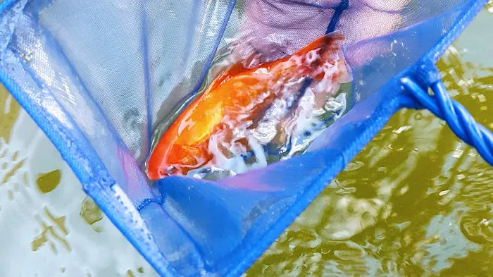 Vale Aquarium Service Picture 1