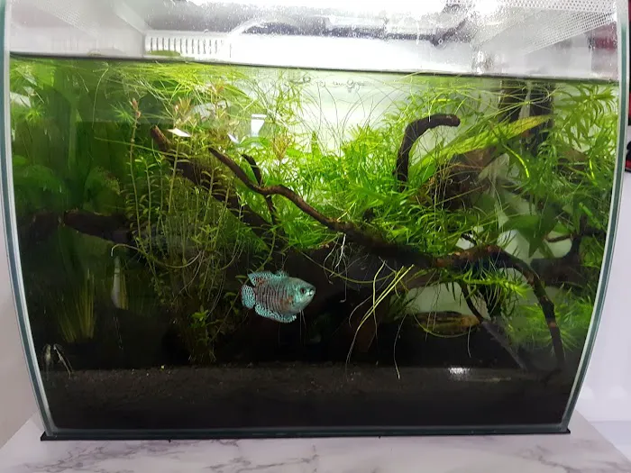 Vale Aquarium Service Picture 5