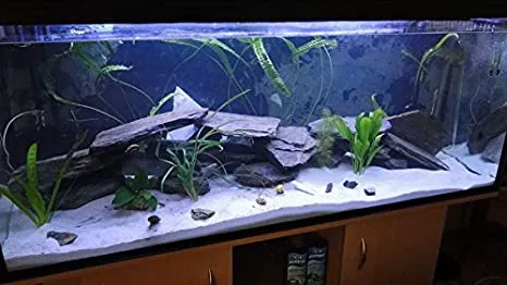 Vale Aquarium Service Picture 2