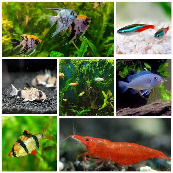 Vale Aquarium Service Picture 4