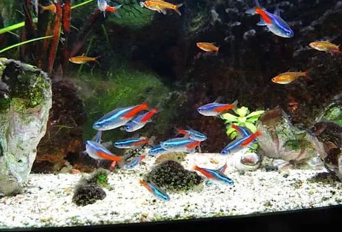 Vale Aquarium Service Picture 7