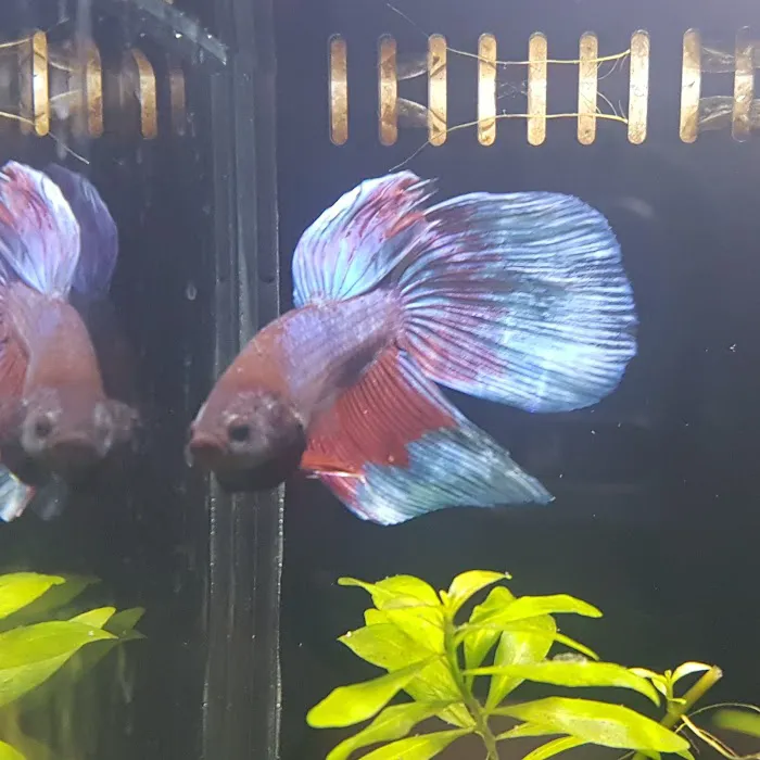 Vale Aquarium Service Picture 9