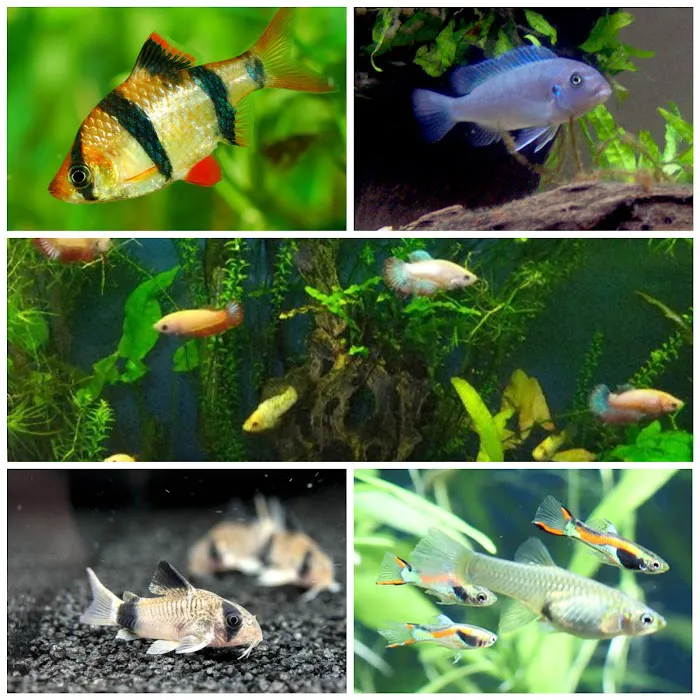 Vale Aquarium Service Picture 10