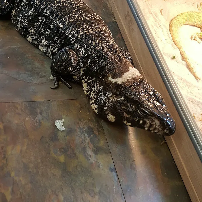 Barry Reptile and Pet store Picture 6
