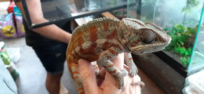 Barry Reptile and Pet store Picture 10