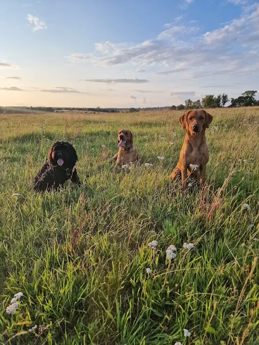 No Pressure Canine Home Boarding, Dog Training And Raw Picture 1