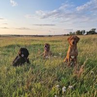 No Pressure Canine Home Boarding, Dog Training And Raw ico