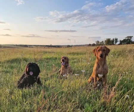 No Pressure Canine Home Boarding, Dog Training And Raw