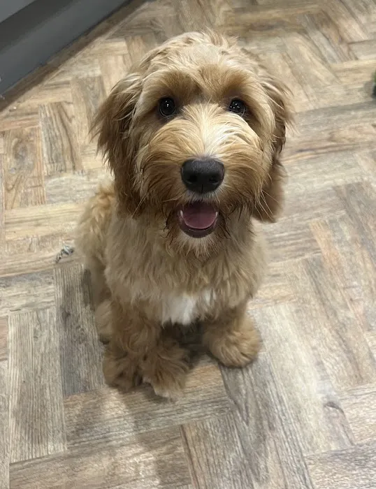 No Pressure Canine Home Boarding, Dog Training And Raw Picture 6