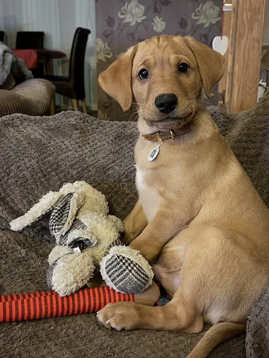 No Pressure Canine Home Boarding, Dog Training And Raw Picture 5