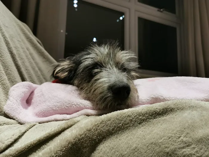 Pets at Home Newark Picture 5