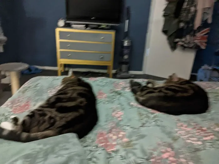 Pets at Home Newark Picture 4