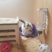 Pets at Home Newark ico