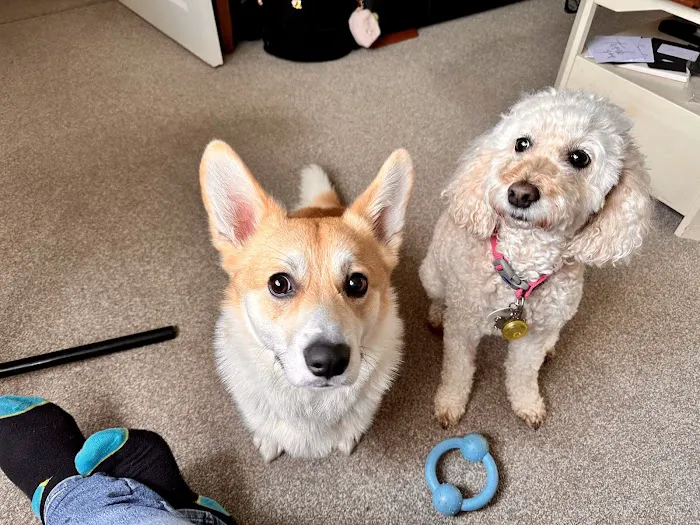 Pets at Home Newark Picture 7