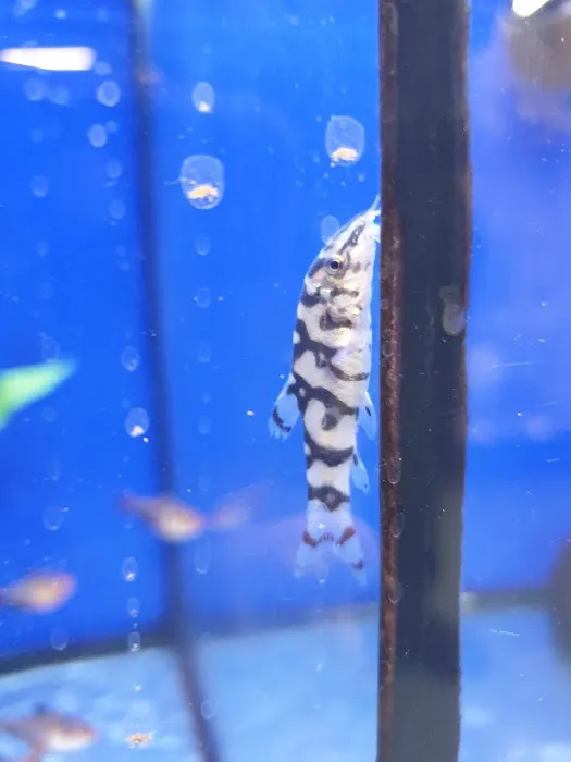 Pets at Home Melton Mowbray Picture 5