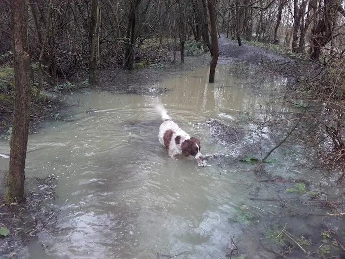 Pets at Home Melton Mowbray Picture 7