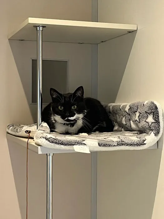 Smart Cats Cattery Picture 1