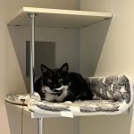 Smart Cats Cattery
