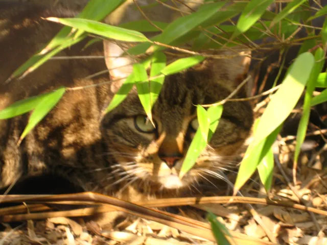 Smart Cats Cattery Picture 3