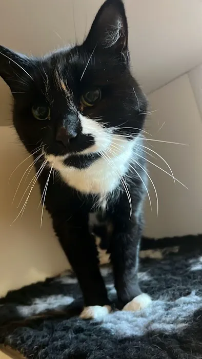 Smart Cats Cattery Picture 2