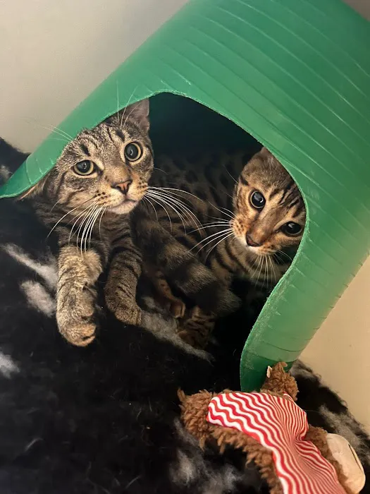 Smart Cats Cattery Picture 6