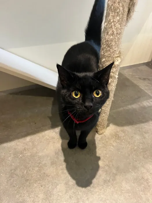 Smart Cats Cattery Picture 4