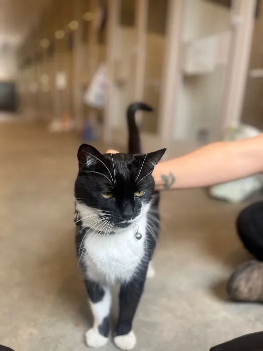 Smart Cats Cattery Picture 7