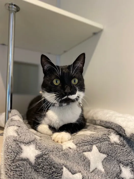 Smart Cats Cattery Picture 5