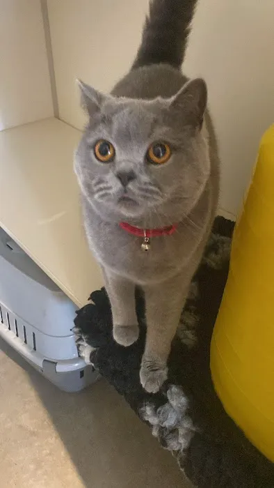 Smart Cats Cattery Picture 9
