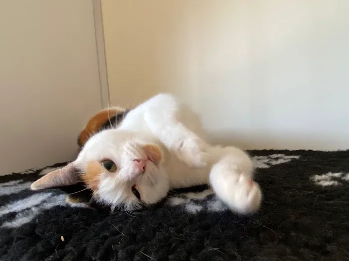 Smart Cats Cattery Picture 8