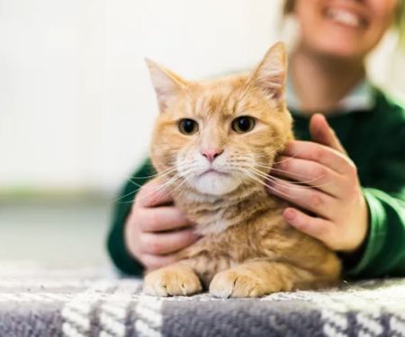 Gatehouse Veterinary Group